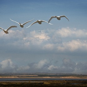 Swans Over Druridge Bay